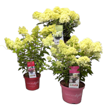 Pluimhortensia